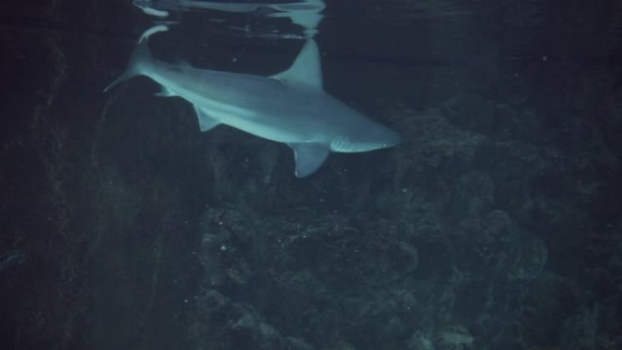 鲨鱼在水族馆中向水面来回游动