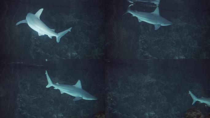 鲨鱼在水族馆中向水面来回游动