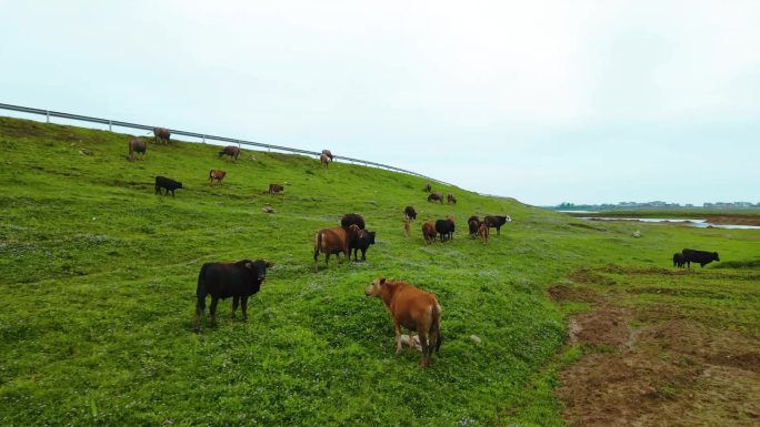 湖边放牛黄牛吃草天然牧场
