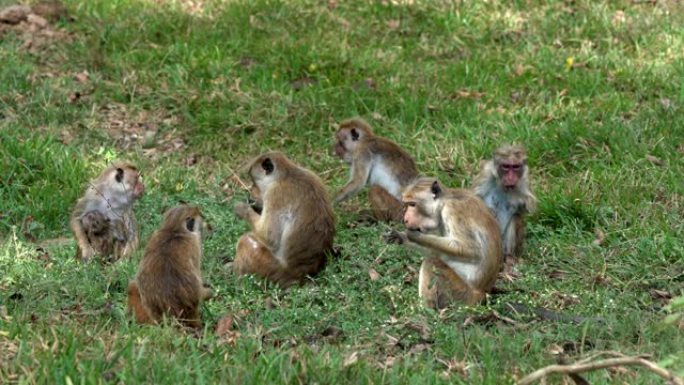 猴子家族在地上吃草