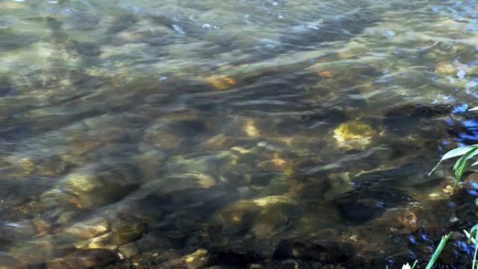 鲑鱼奔跑水资源纯净水流山泉水山涧水花