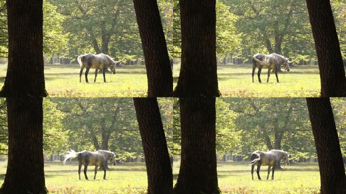 马在森林阳光明媚的边缘吃草。慢动作