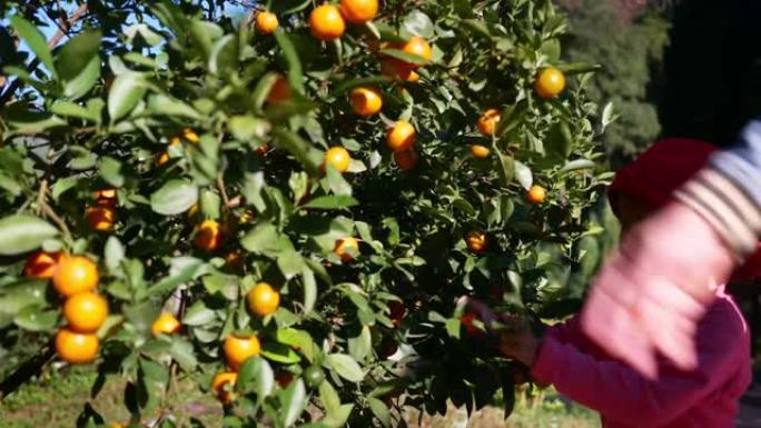 2019年11月1日; 泰国清迈芳 -- 可爱的儿童女孩兄弟姐妹在阳光明媚的日子里在橘子园里喜欢摘橘