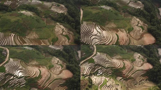 水稻地形在S a Pa，越南