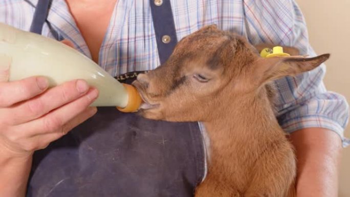 山羊农场。农夫怀里抱着一只山羊，用瓶子喂牛奶。山羊从瓶子里喝牛奶特写