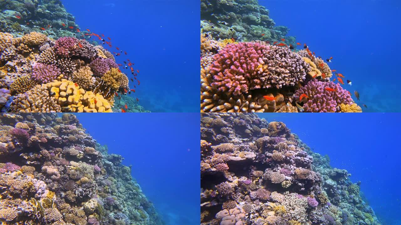 美丽的珊瑚礁上的海洋生物，在Marsa Alam附近的红海上有很多热带鱼 (Sea Goldie-p