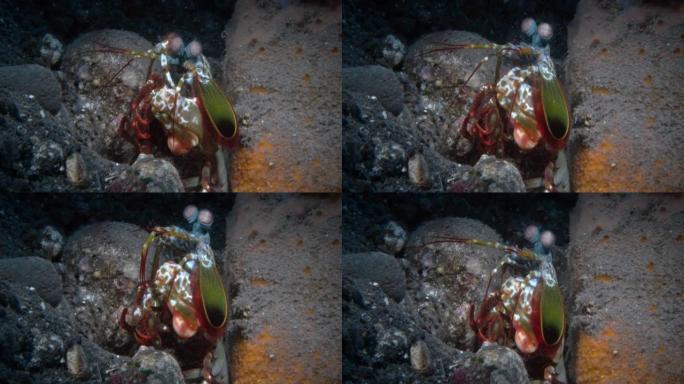 孔雀螳螂虾清洁右眼和钳子