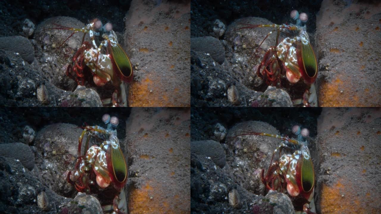 孔雀螳螂虾清洁右眼和钳子