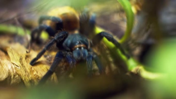 一只大蜘蛛爬进网上的一个洞。宏观。害虫之家。关。森林灾难。生的