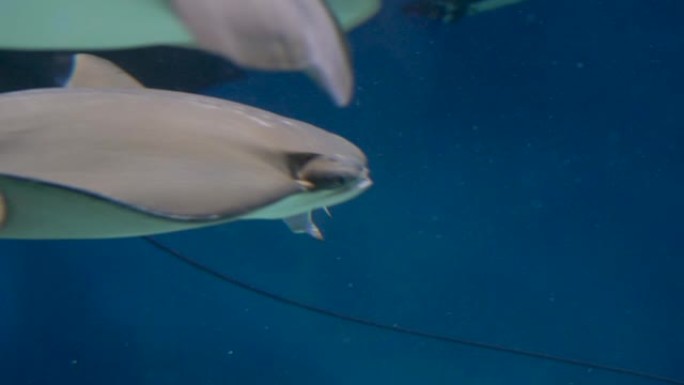 最大的水族馆。蓝色背景上的游泳光线特写。透过玻璃射击