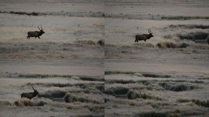 车辙时在山区草地上的一只大公牛麋鹿