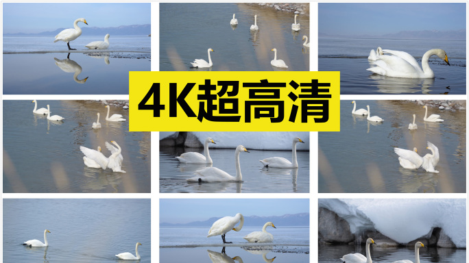 冰雪里的天鹅 【原创4K