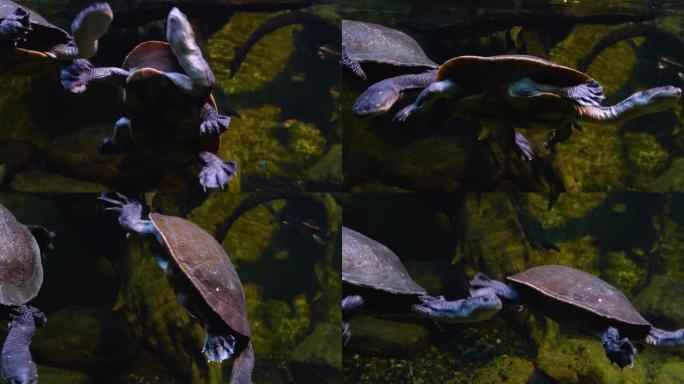蛇颈水龟的特写