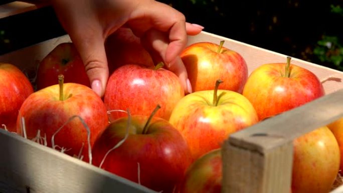 成熟多汁的红苹果躺在花园里的木箱里