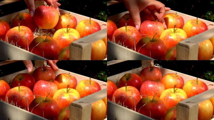成熟多汁的红苹果躺在花园里的木箱里