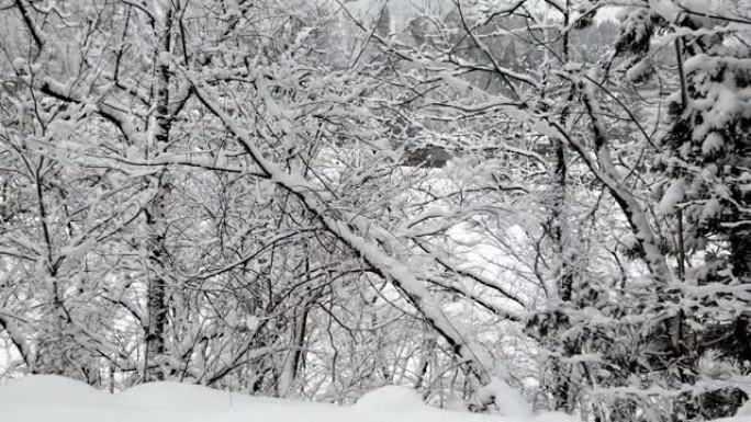 降雪期间，冬季森林的树枝上覆盖着雪