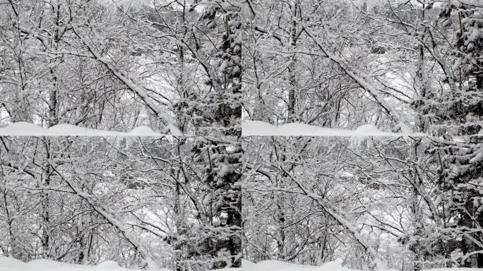 降雪期间，冬季森林的树枝上覆盖着雪