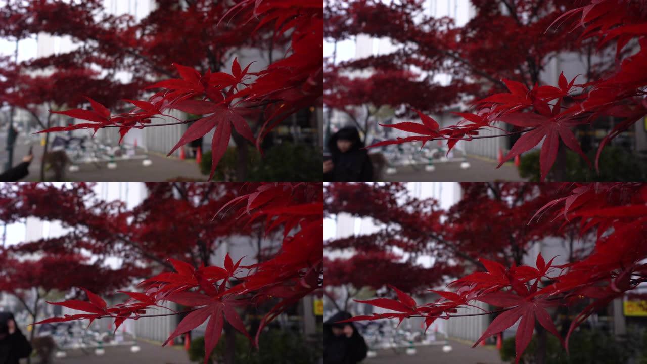 北海道-札幌吹雪的红叶 (特写)