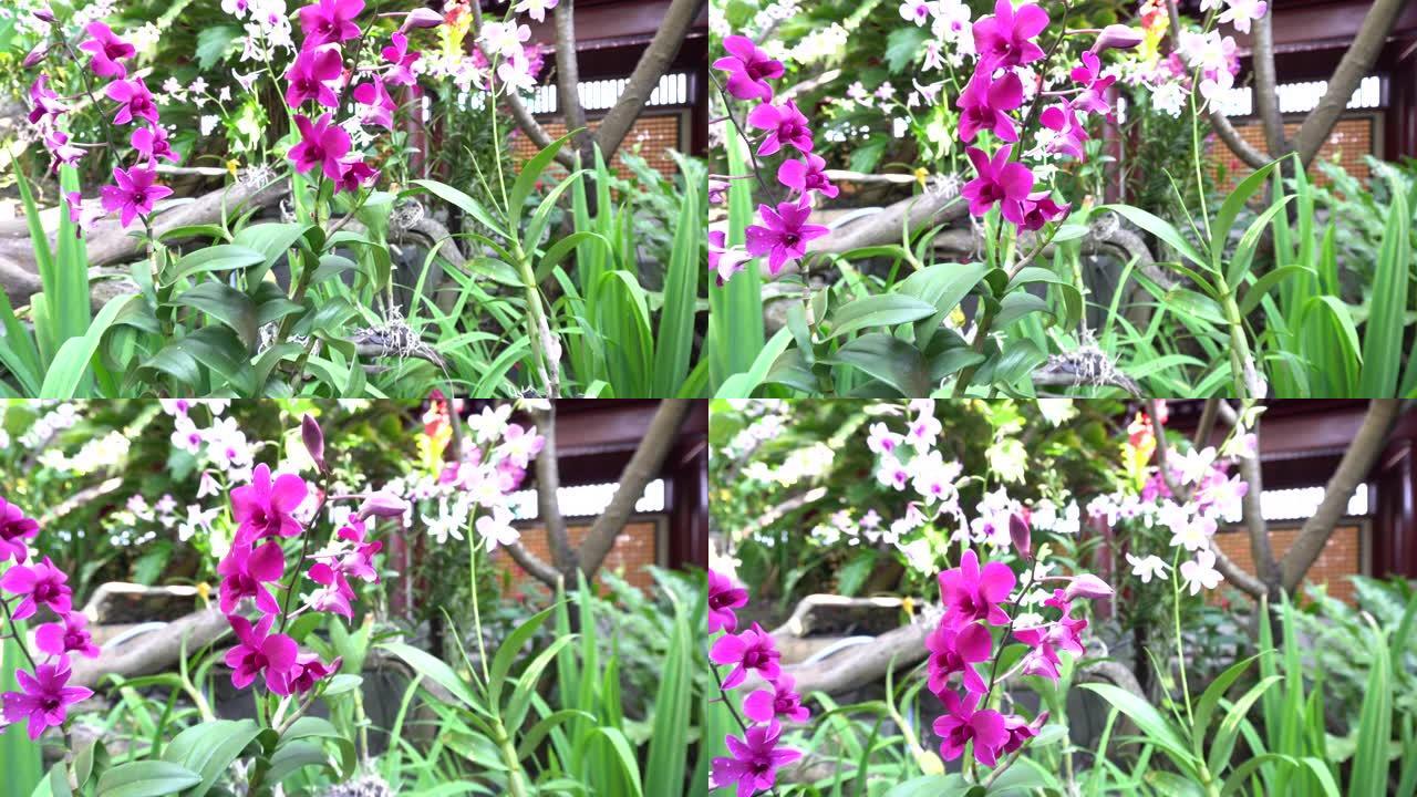 美丽的浅紫色蝴蝶兰兰花与自然背景