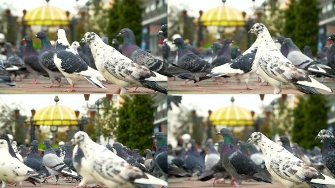 城市广场上的鸽子城市广场上的鸽子