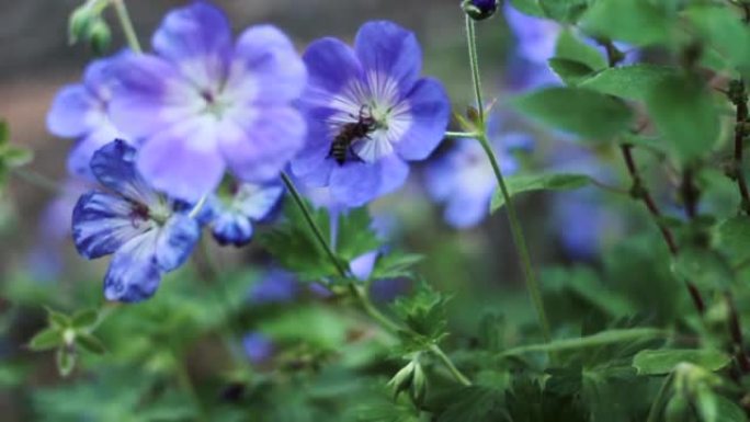 蜜蜂的紫色花朵蜜蜂紫色花朵
