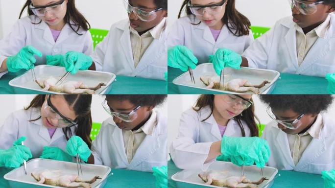 一男一女学生准备在生物实验室解剖一只青蛙。