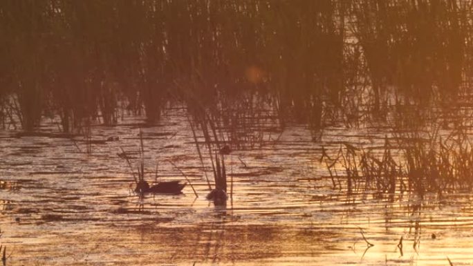 俄罗斯沃罗涅日附近夜光下的野鸭 (Anas platyrhynchos)