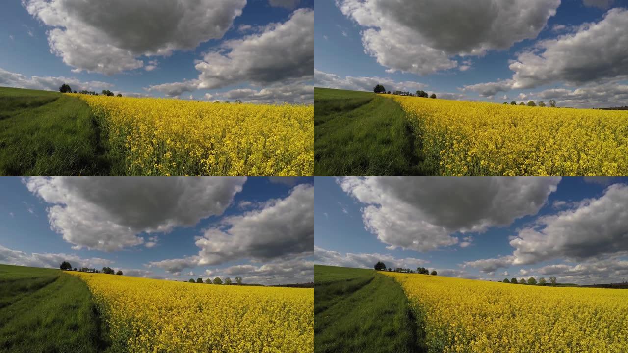 四轴飞行器在一片长满绿草的油菜籽地上飞行。盛开的油菜籽黄色花朵随风吹拂。太阳和多云的天空。4K