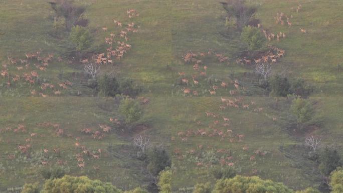 奔跑的马鹿组 (Cervus elaphus)，俄罗斯