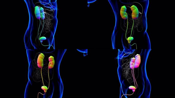 具有膀胱解剖的人体泌尿系统肾脏医学概念3D