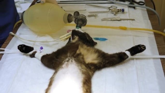 兽医在手术中对猫进行人工通风。