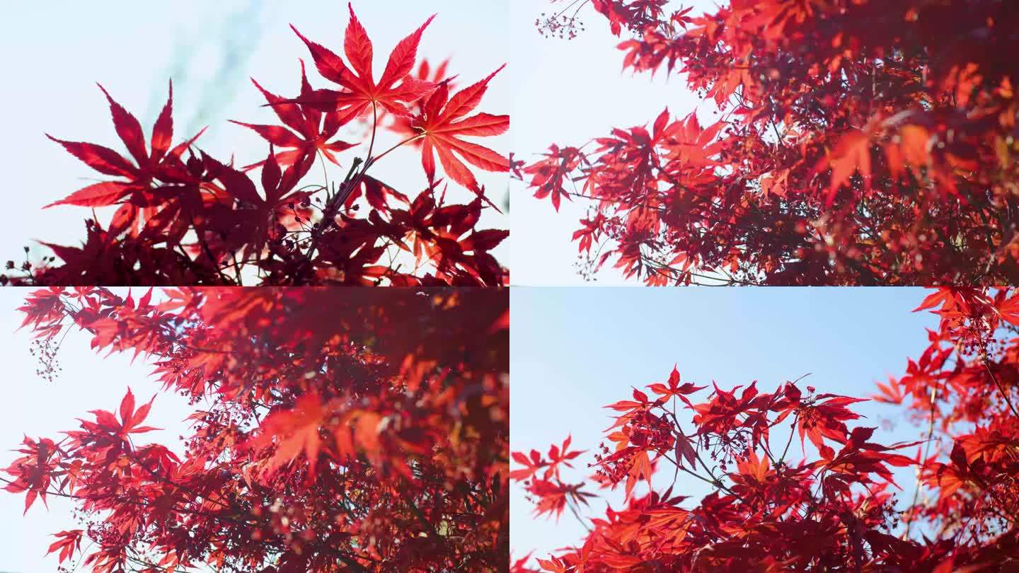 红色枫树枫叶紫红鸡爪槭树木实拍