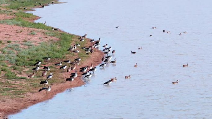 南非的埃及鹅和梳子鸭。鸟类在蓝天下的河流中-自然界中的非洲鸟类概念