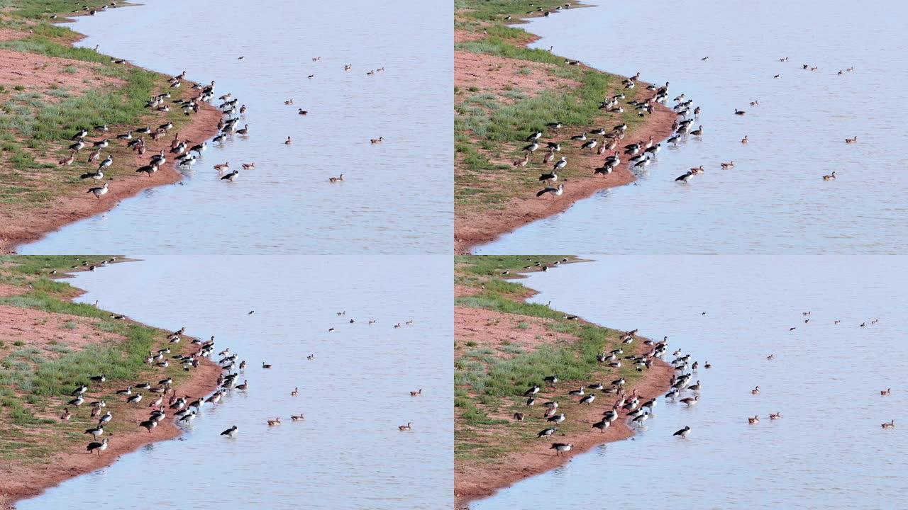 南非的埃及鹅和梳子鸭。鸟类在蓝天下的河流中-自然界中的非洲鸟类概念