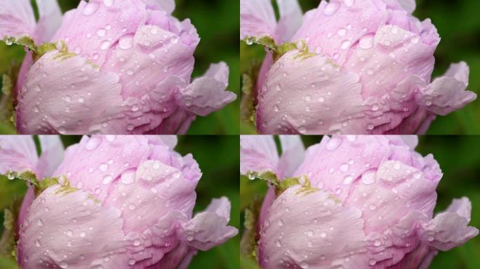 雨后粉红牡丹花