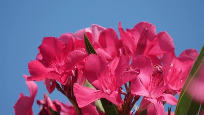 粉红色的花，Nerium，Nerium夹竹桃