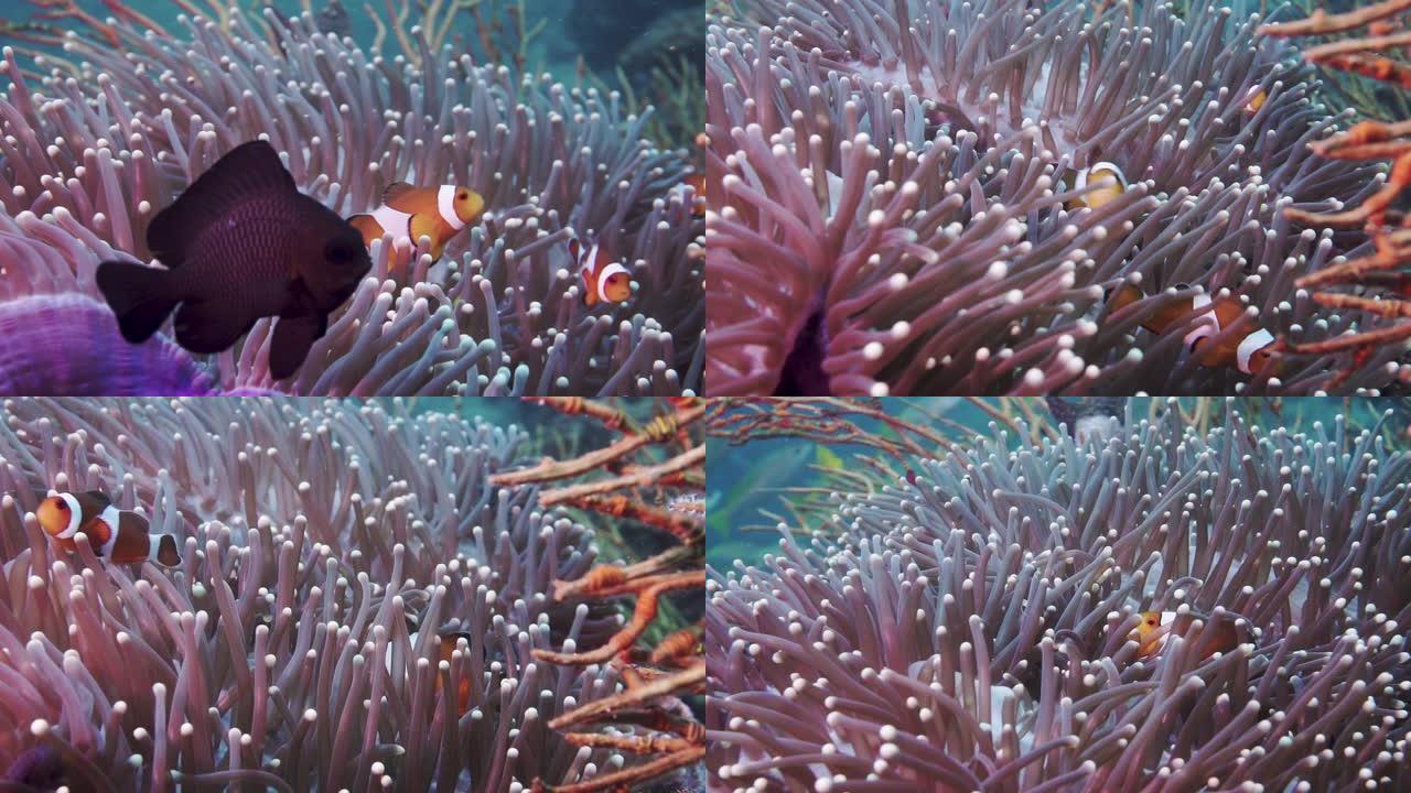 海葵珊瑚礁皮皮岛的野生小丑鱼和雀鲷