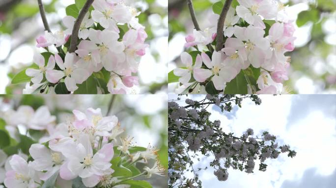 海棠花 花朵 升格