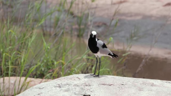 铁匠在非洲的一块岩石上拉皮。小非洲鸟近水-自然界中的鸟概念-特写镜头