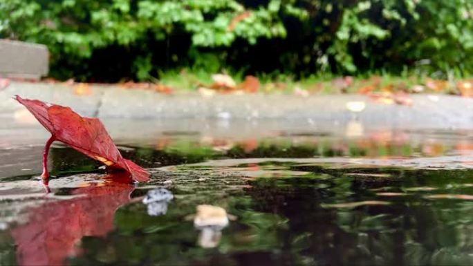 下雨天秋天的红叶在水坑前，水滴定期飞溅