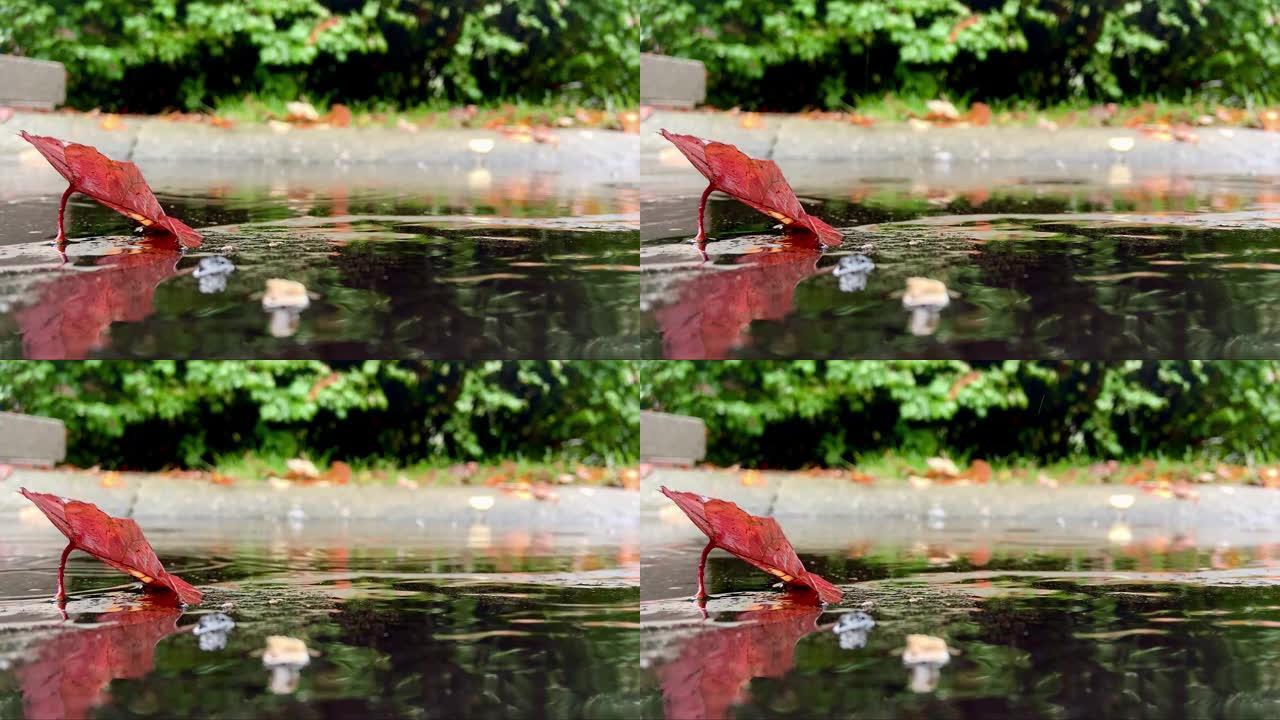 下雨天秋天的红叶在水坑前，水滴定期飞溅