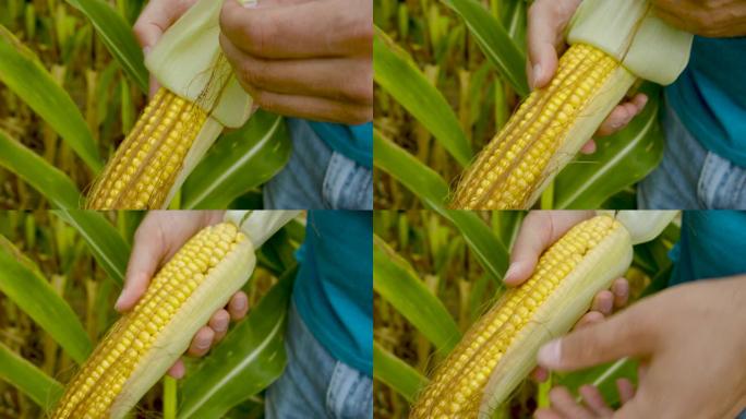 农民检查玉米作物的耳朵，双手合十。农民在收获时拿着成熟的玉米。慢动作。检验玉米质量的农业专家。生态有