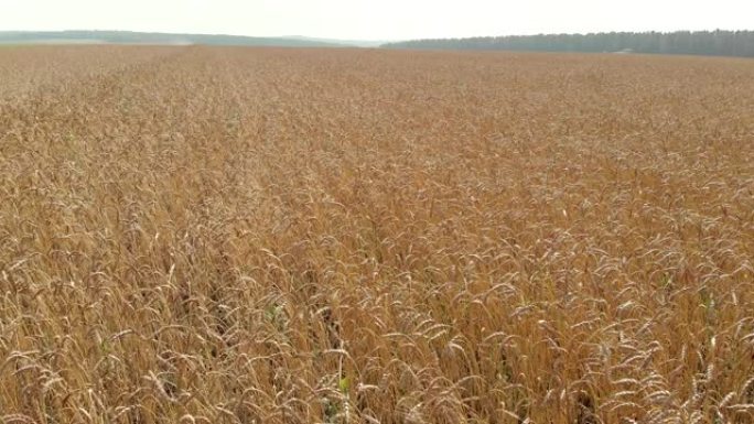 田野里有成熟的小麦，被微风吹向森林