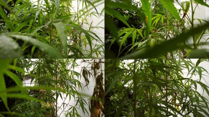 大麻植物草药替代药物和cbd石油生产