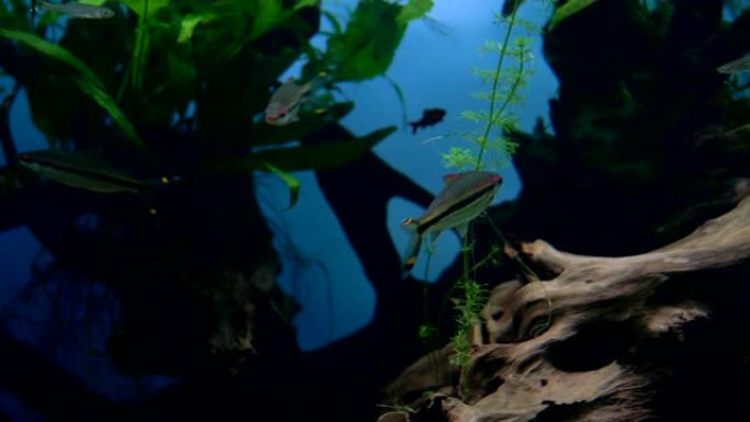 水族馆。游泳小棕银鱼，鳍上有黑色条纹亮点。