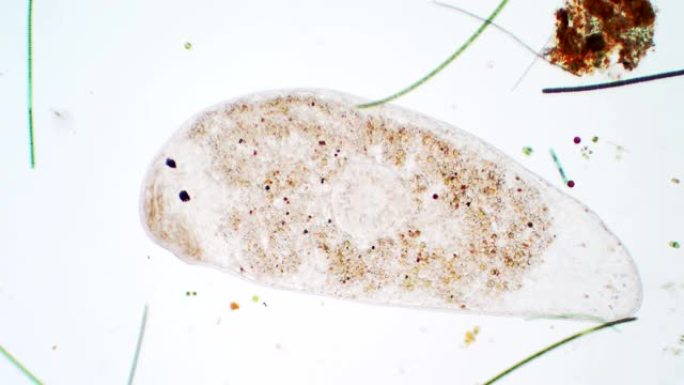 显微镜下扁虫生物学教育。