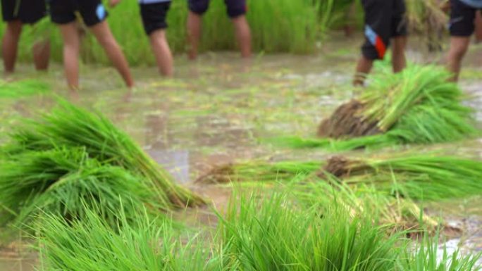 农民在农村有机农业上种植水稻，水稻种植绿色农场，农村田间近距离播种