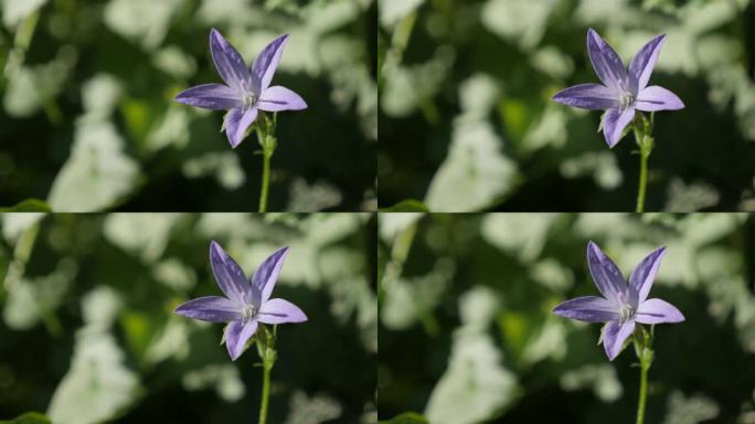 塞尔维亚风铃草蓝色瀑布芽的特写-花园中的风铃草poscharskyana植物
