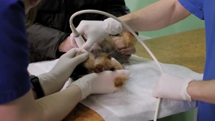 兽医用超声波检查了约克夏犬。特写。
