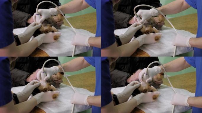 兽医用超声波检查了约克夏犬。特写。